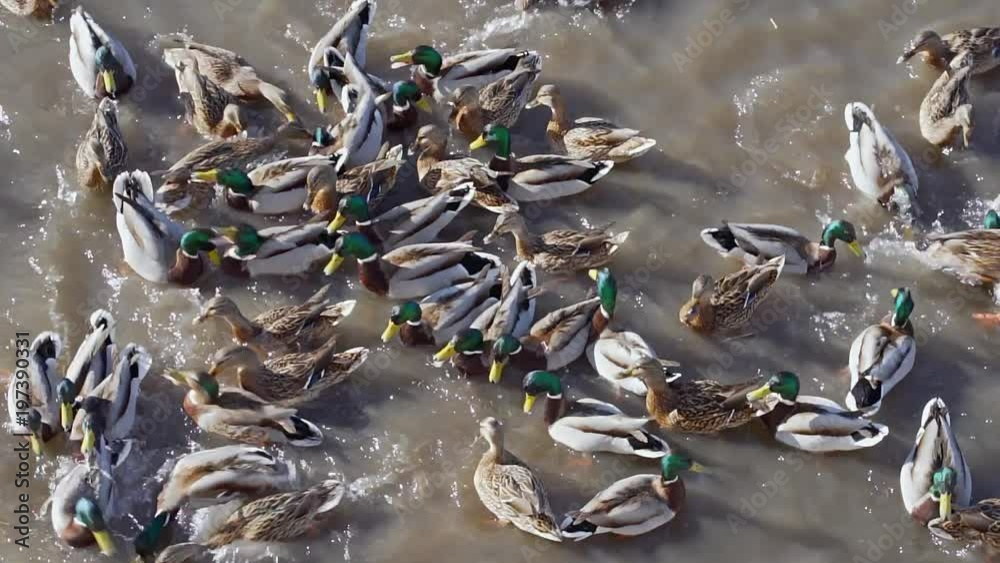 Many wild ducks are feed in river water. Ducks swim in the water in a large group