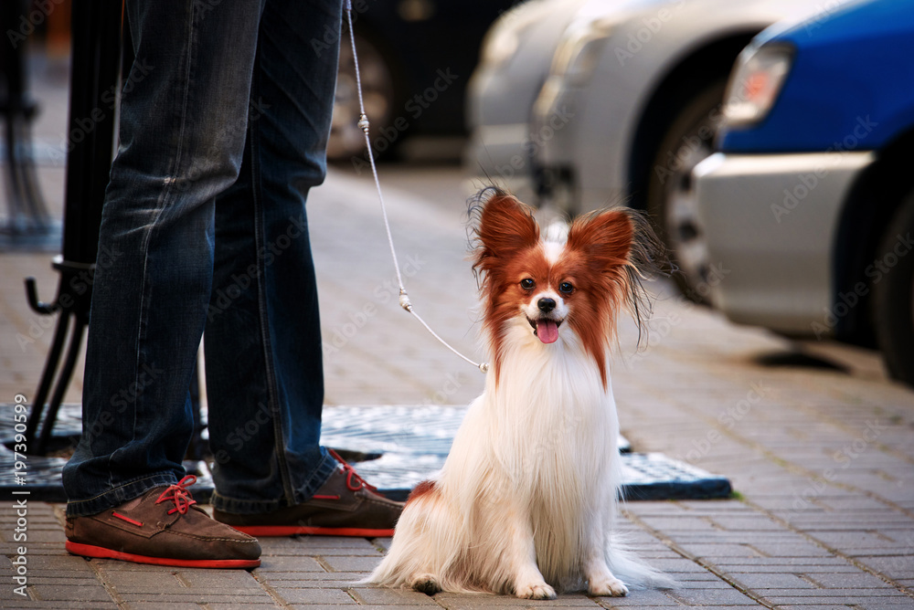 sharp dress man in jeans and moccasins walking down the empty street with  his small companion dog. Papillon bright butterfly dog from the courts of  Europe Stock Photo | Adobe Stock