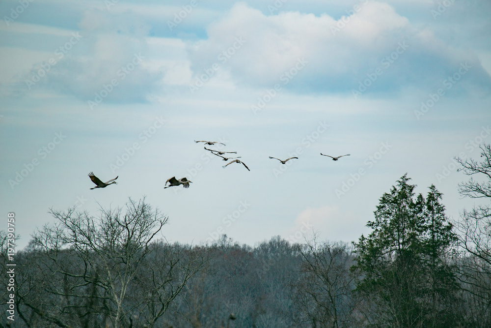 sandhill cranes 