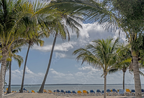 A row of beach chairs line the beach under swaying Palm Trees.