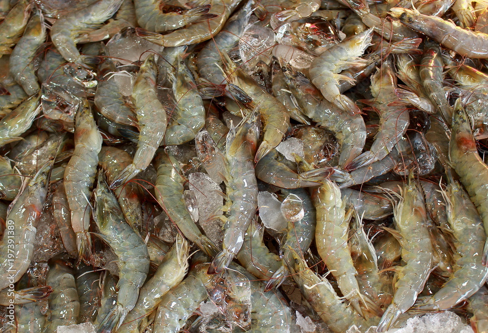 Fresh live chilled prawns with ice cubes for sale on Thailand's street market for backgrounds