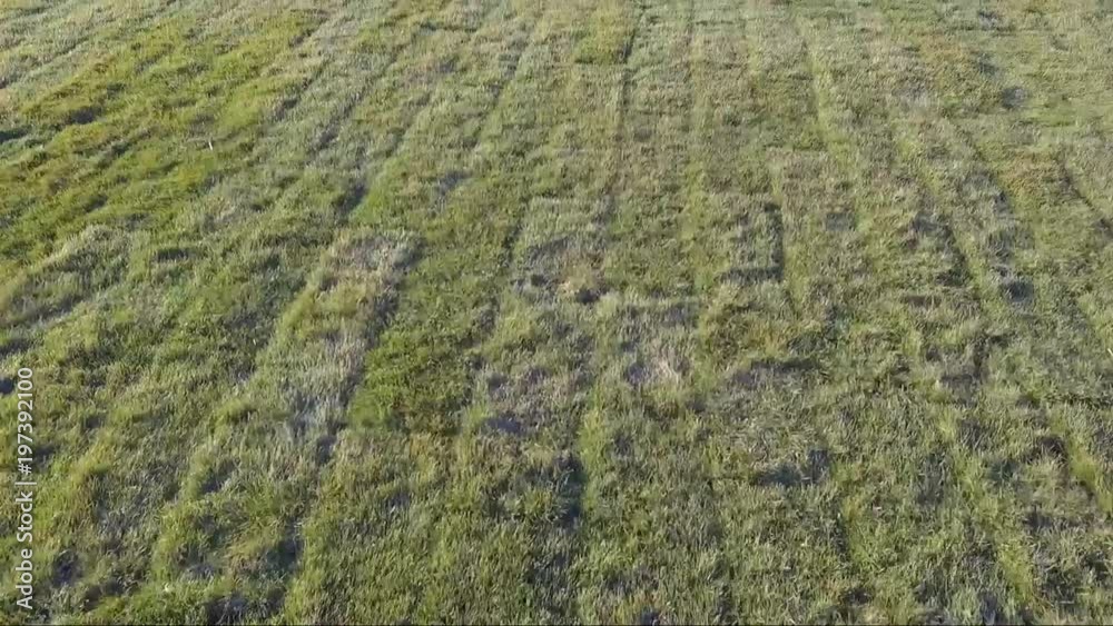 Aerial view of green grass lawn Aerial view of green grass lawn