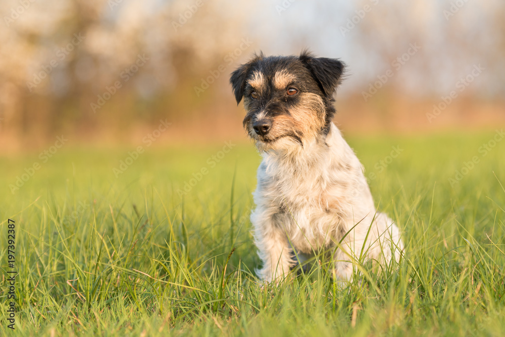 Dog sits obediently and proudly in warm evening light on a spring meadow - Jack Russell female 2 years old