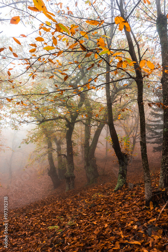 Autumn foggy scenery with colorful leaves in a forest in Greece