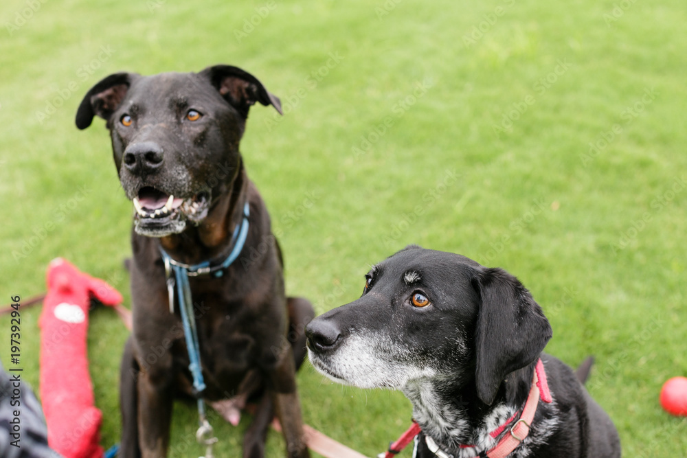 happy black dog happy black dog