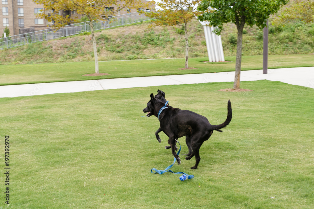 black dog playing in yard