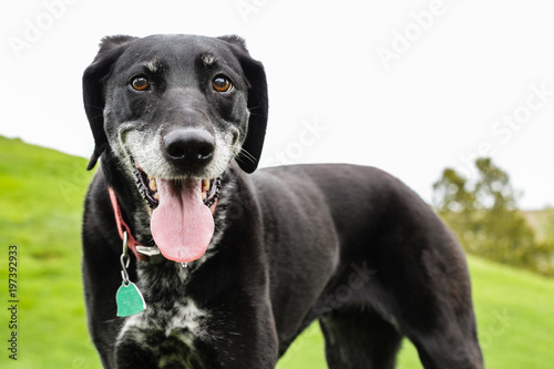Canvas Print happy black dog