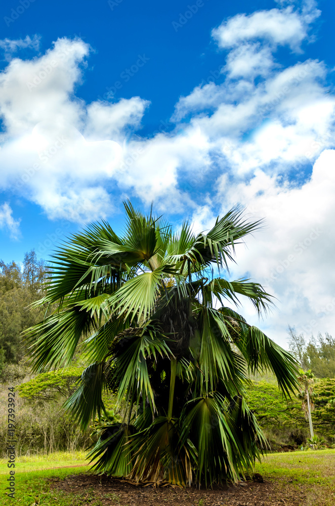 Obraz premium Tropical Palms forest