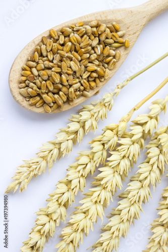 Wheat grain in wooden spoon. Sprigs of wheat. White background. Top view