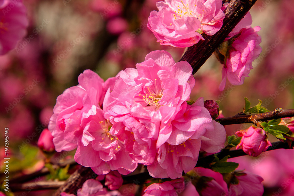 Sakura, cherry blossom, cherry tree with flowers. Oriental cherry blooming