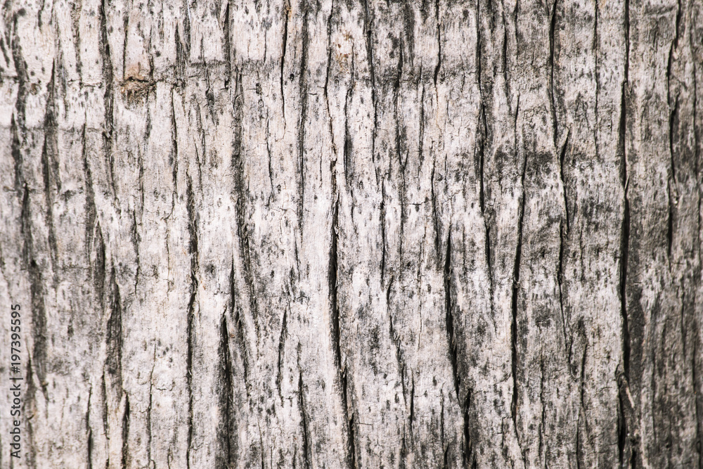 wooden background texture of a palm tree