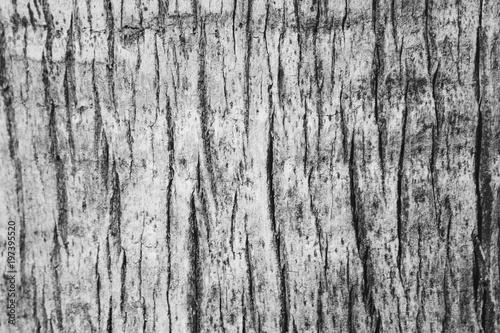 wooden background texture of a palm tree