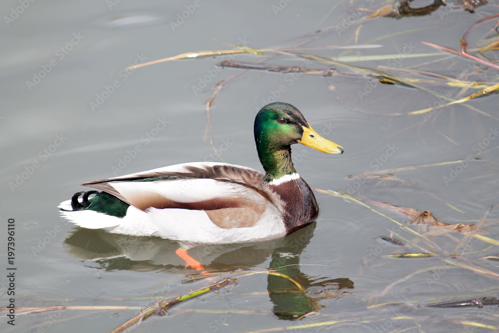 Male mallard (Anas platyrhynchos) in bright nuptial plumage in early spring Male mallard (Anas platyrhynchos) in bright nuptial plumage in early spring