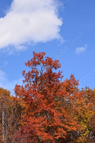 Fall Foliage