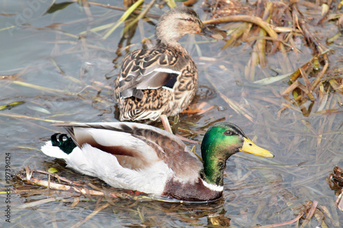 Male and female mallard (Anas platyrhynchos) in nuptial plumage in early spring
