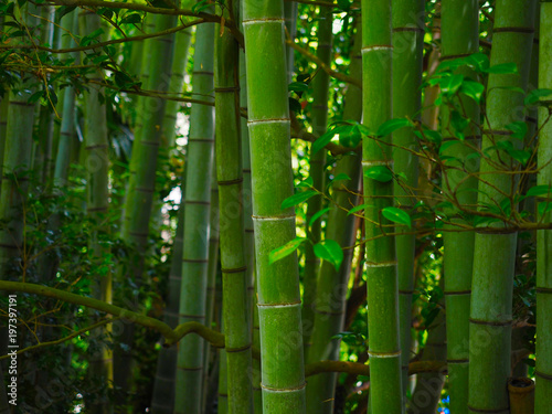 Fototapeta Naklejka Na Ścianę i Meble -  Bambus Hintergrund Wald grün