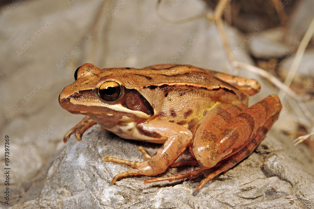 Fototapeta premium Springfrosch (Rana dalmatina) - zwinna żaba
