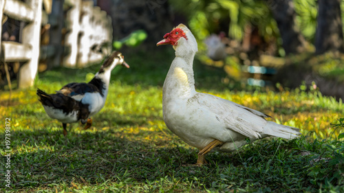 Duck And Friends