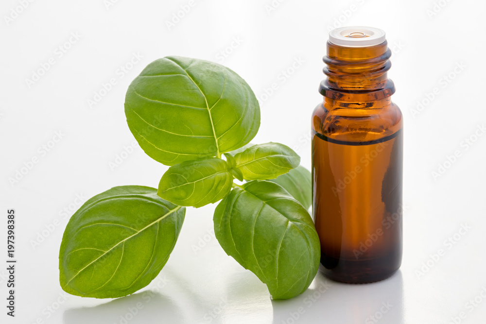 A bottle of basil essential oil with fresh basil leaves A bottle of basil essential oil with fresh basil leaves