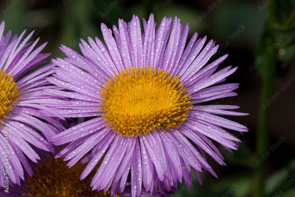 Beautiful aster with violet petals is growing in a summer garden. Live nature. Beautiful aster with violet petals is growing in a summer garden. Live nature.
