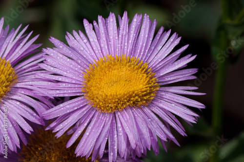 Beautiful aster with violet petals is growing in a summer garden. Live nature.