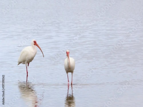 A White Ibis ( Eudocimus albus) stands in shallow water preening at Ft. Desoto Park near St. Pete Beach, Florida.