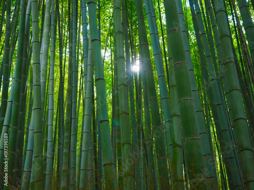 Bambus Hintergrund Wald Sonne