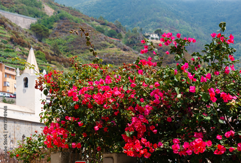 Naklejka premium Summer red Bougainvillea flowers in Riomaggiore, Cinque Terre