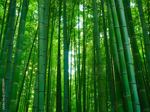 Bambus Hintergrund Wald