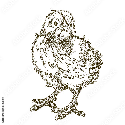 Small chicken. Sketch. Engraving style. Vector illustration.