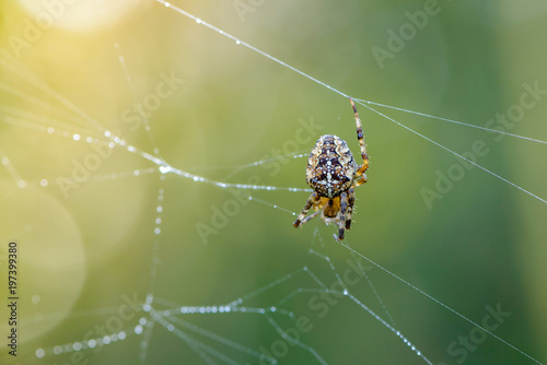 Female spider of garden-spider repairs its web with drops of dew at dawn