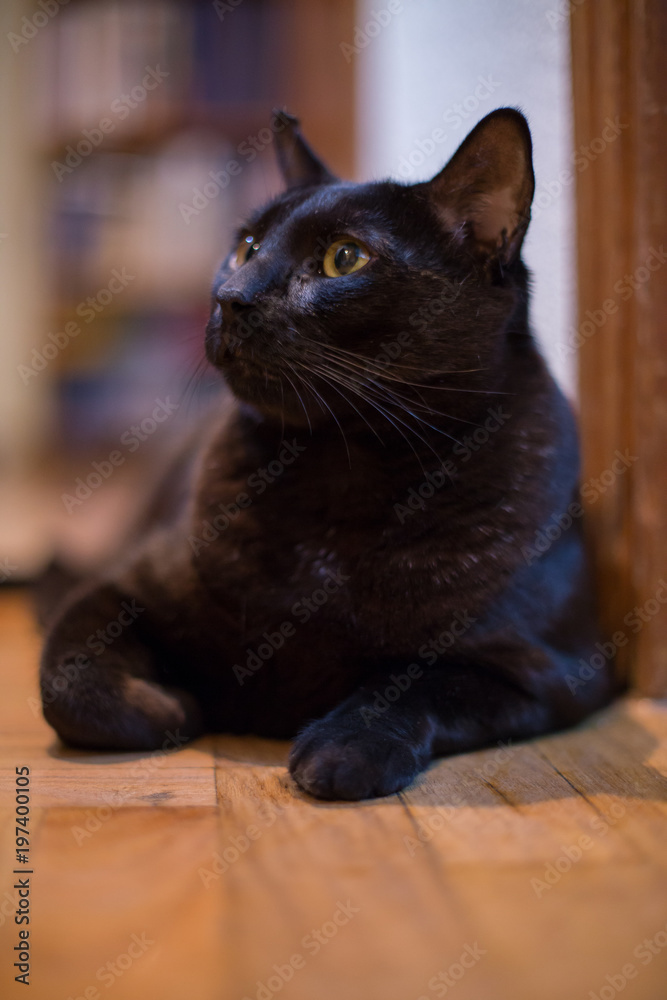 Portrait of black cat with yellow eyes at home. Portrait of black cat with yellow eyes at home.