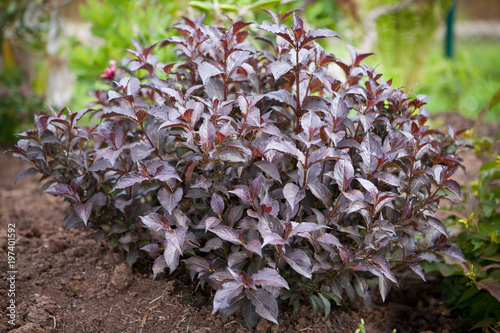Purple plant Weigela Victoria in the garden
