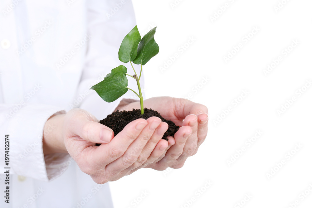 Female hands holding young plant on white background Female hands holding young plant on white background