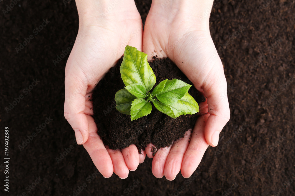 Female hands holding young plant Female hands holding young plant