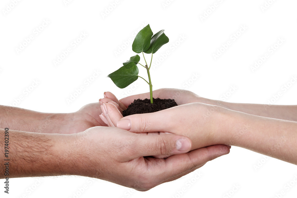 Hands holding young plant on white background Hands holding young plant on white background