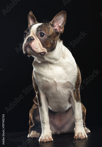 Boston Terrier Dog on Isolated Black Background 