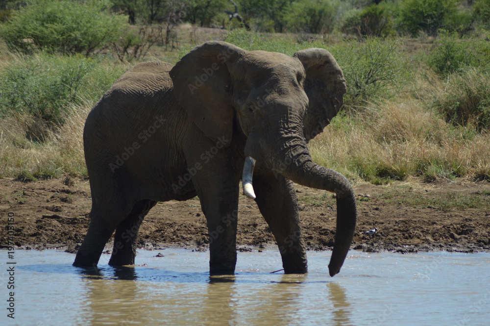 A Musth/Must elephant in Kruger National park