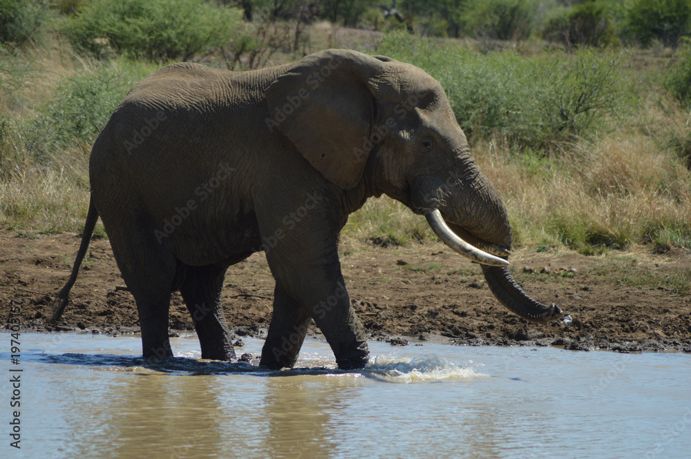 A Musth/Must elephant in Kruger National park