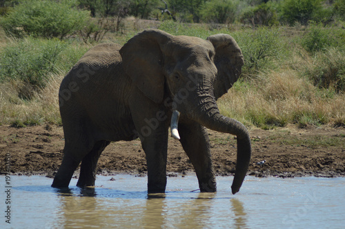 A Musth Must elephant in Kruger National park