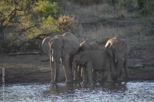 A family of Elephants in Kruger National Park drinking water from a dam photo