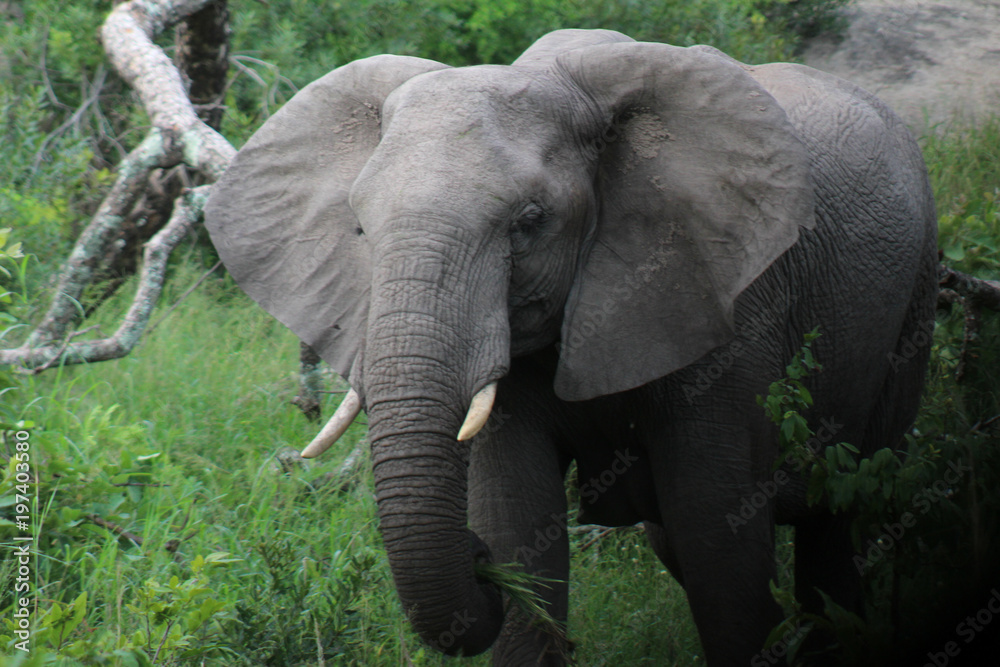 Fototapeta premium A Musth/Must elephant in Kruger National park