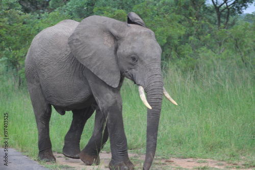 A Musth Must elephant in Kruger National park