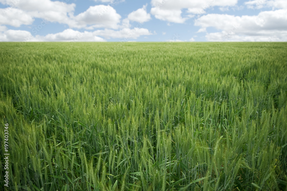 A young green wheat crop under a partly cloudy sky
