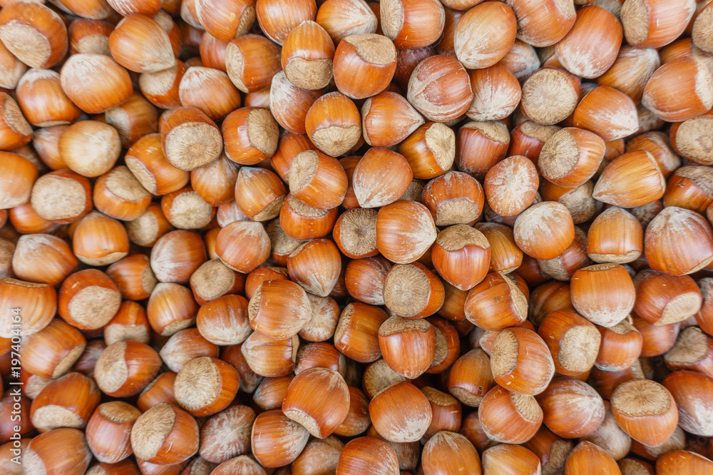 lots of hazelnut nuts, walnut natural background lots of hazelnut nuts, walnut natural background