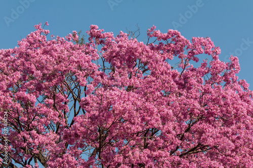 Pink lapacho in Paraguay photo