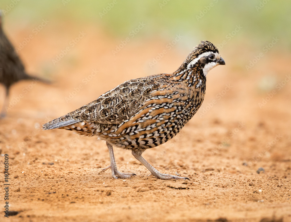 bobwhite bobwhite