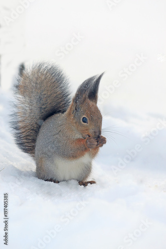 squirrel in winter park on white snow 