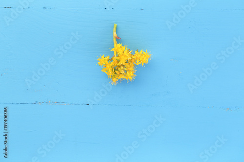 Yellow flowers on blue wooden background 