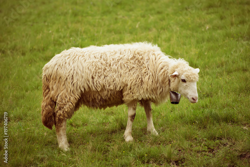 Single white sheep grazing at green meadow, natural agriculture background